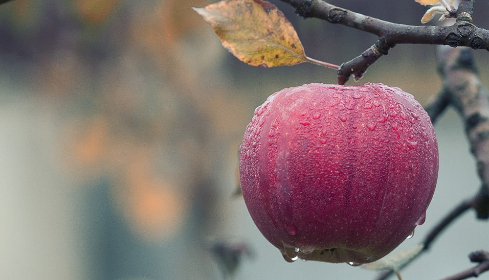 Exkursion Verführerischer Apfel am 4.10.2022