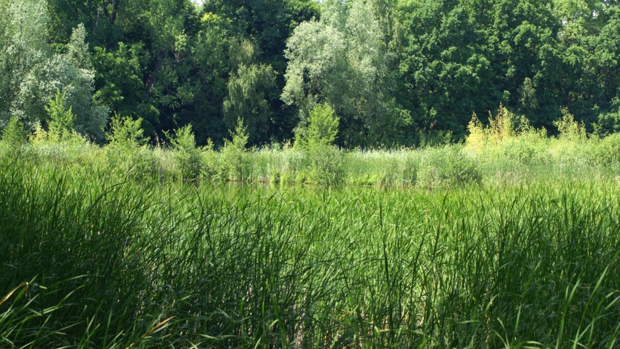 Fauler See, Berlin