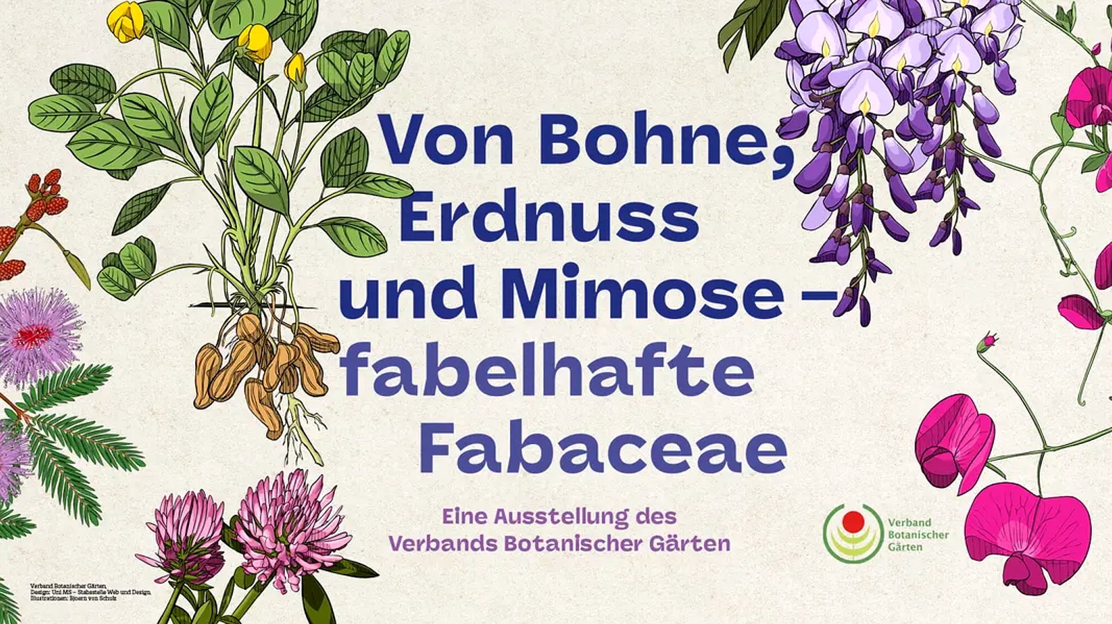 Ausstellung Von Bohne, Erbse und Mimose