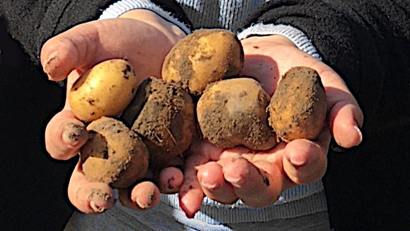 Kartoffeln ernten und kochen